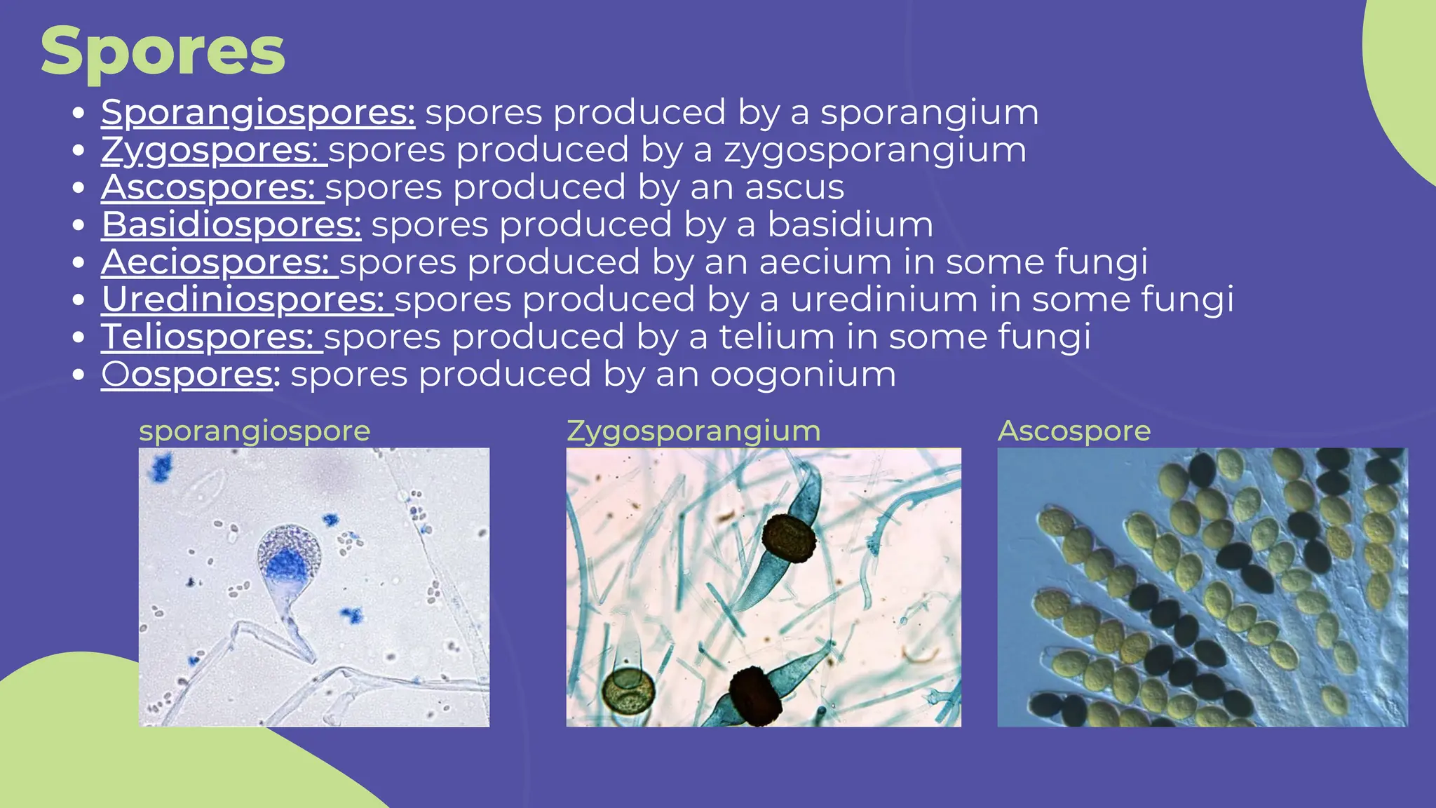 Spores
Sporangiospores: spores produced by a sporangium
Zygospores: spores produced by a zygosporangium
Ascospores: spores produced by an ascus
Basidiospores: spores produced by a basidium
Aeciospores: spores produced by an aecium in some fungi
Urediniospores: spores produced by a uredinium in some fungi
Teliospores: spores produced by a telium in some fungi
Oospores: spores produced by an oogonium
sporangiospore Zygosporangium Ascospore
 