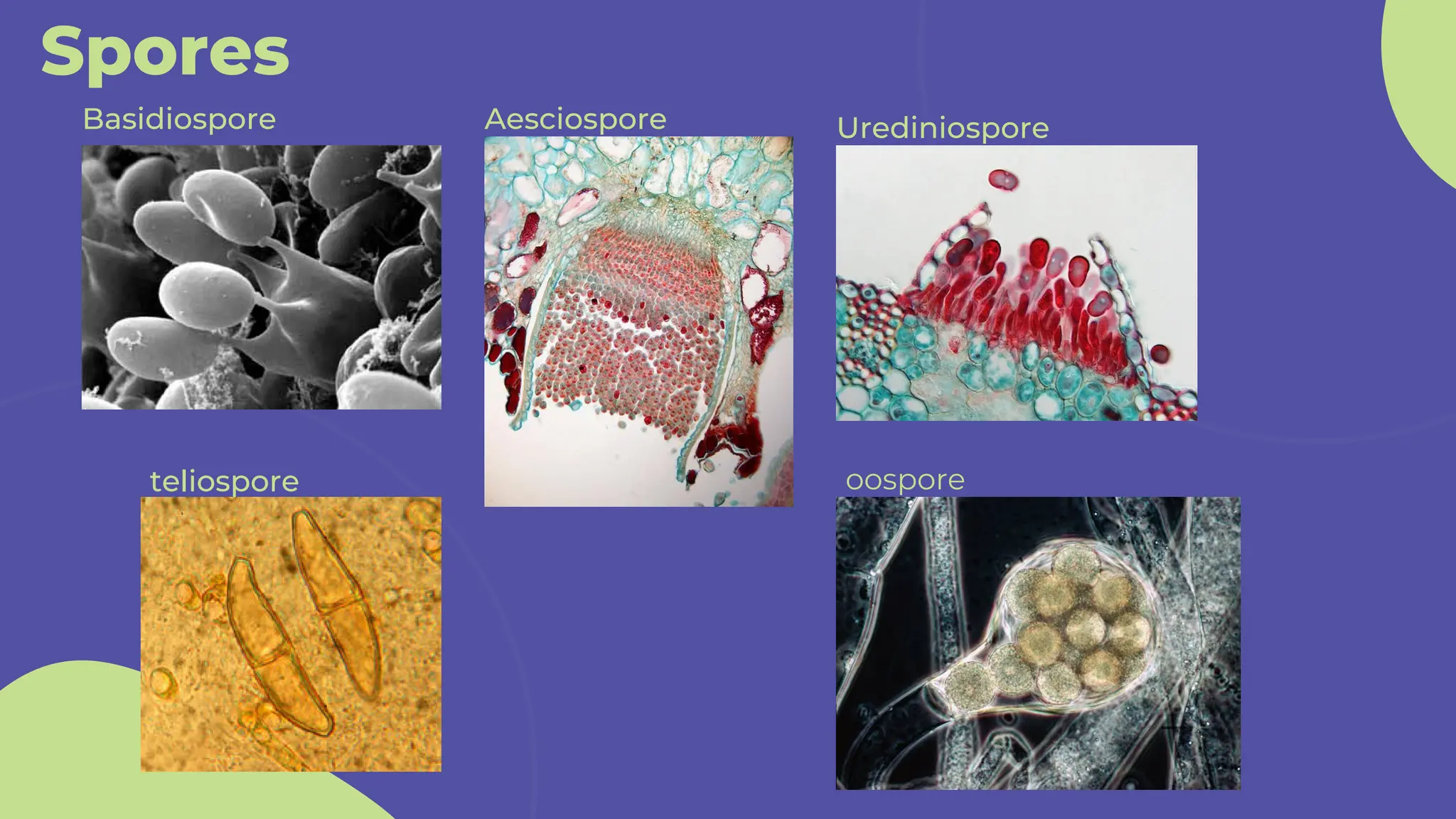 Spores
Basidiospore Aesciospore Urediniospore
teliospore oospore
 