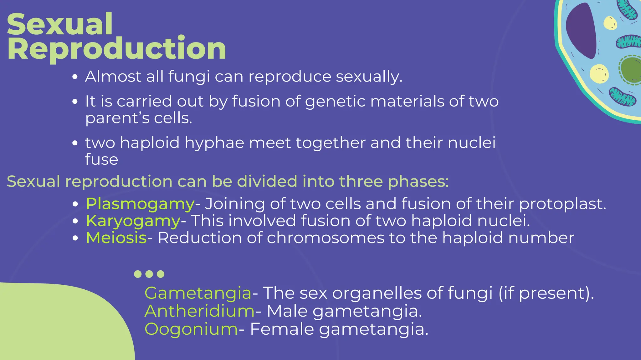 Sexual
Reproduction
Almost all fungi can reproduce sexually.
Sexual reproduction can be divided into three phases:
two haploid hyphae meet together and their nuclei
fuse
It is carried out by fusion of genetic materials of two
parent’s cells.
Plasmogamy- Joining of two cells and fusion of their protoplast.
Karyogamy- This involved fusion of two haploid nuclei.
Meiosis- Reduction of chromosomes to the haploid number
Gametangia- The sex organelles of fungi (if present).
Antheridium- Male gametangia.
Oogonium- Female gametangia.
 