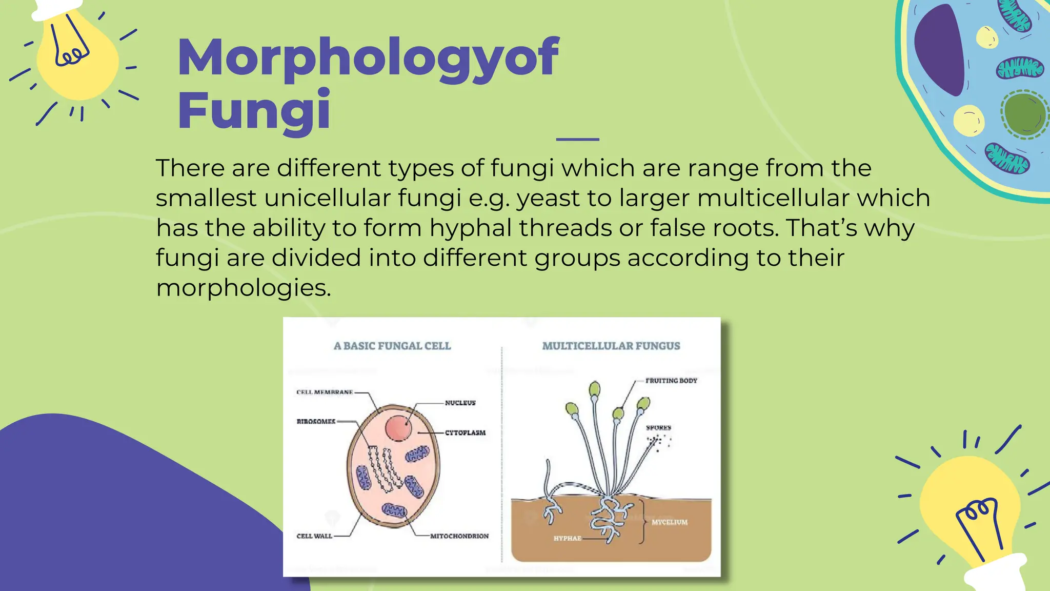Morphologyof
Fungi
There are different types of fungi which are range from the
smallest unicellular fungi e.g. yeast to larger multicellular which
has the ability to form hyphal threads or false roots. That’s why
fungi are divided into different groups according to their
morphologies.
 