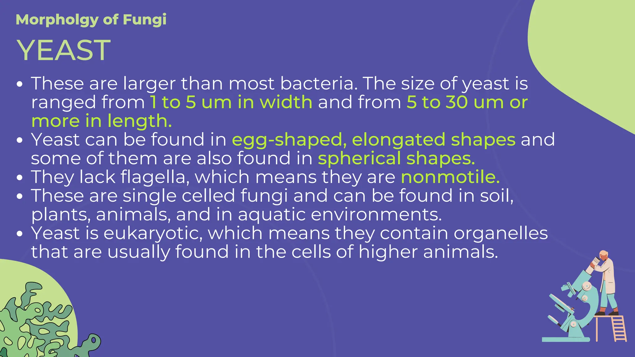 These are larger than most bacteria. The size of yeast is
ranged from 1 to 5 um in width and from 5 to 30 um or
more in length.
Yeast can be found in egg-shaped, elongated shapes and
some of them are also found in spherical shapes.
They lack flagella, which means they are nonmotile.
These are single celled fungi and can be found in soil,
plants, animals, and in aquatic environments.
Yeast is eukaryotic, which means they contain organelles
that are usually found in the cells of higher animals.
Morpholgy of Fungi
YEAST
 