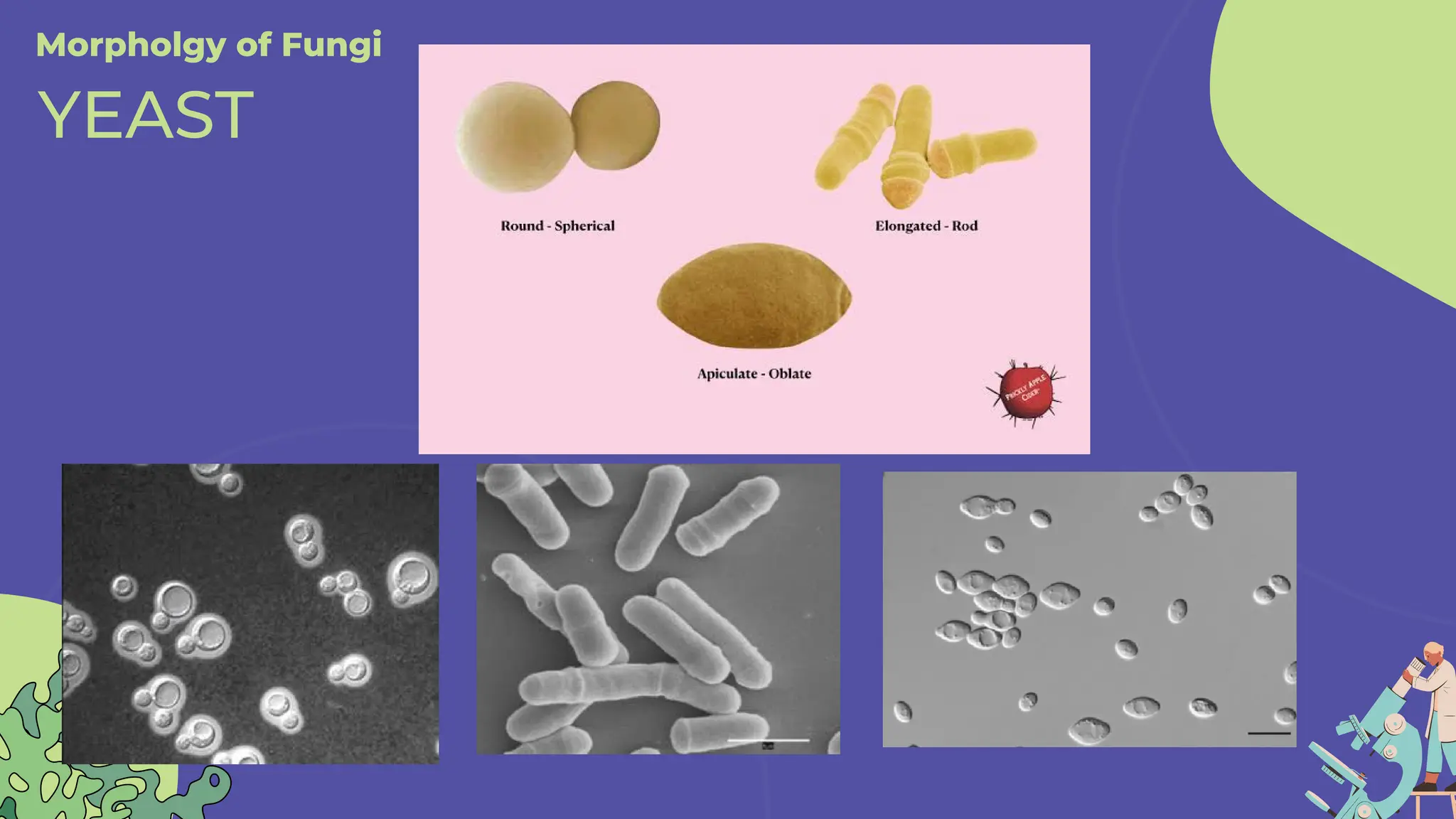 Morpholgy of Fungi
YEAST
 
