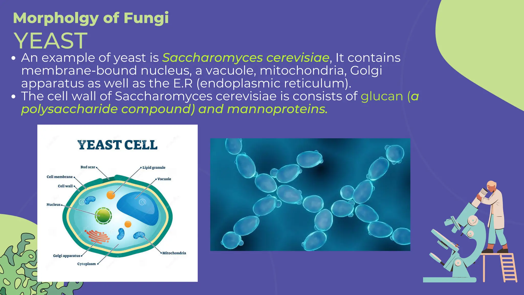 Morpholgy of Fungi
An example of yeast is Saccharomyces cerevisiae, It contains
membrane-bound nucleus, a vacuole, mitochondria, Golgi
apparatus as well as the E.R (endoplasmic reticulum).
The cell wall of Saccharomyces cerevisiae is consists of glucan (a
polysaccharide compound) and mannoproteins.
YEAST
 