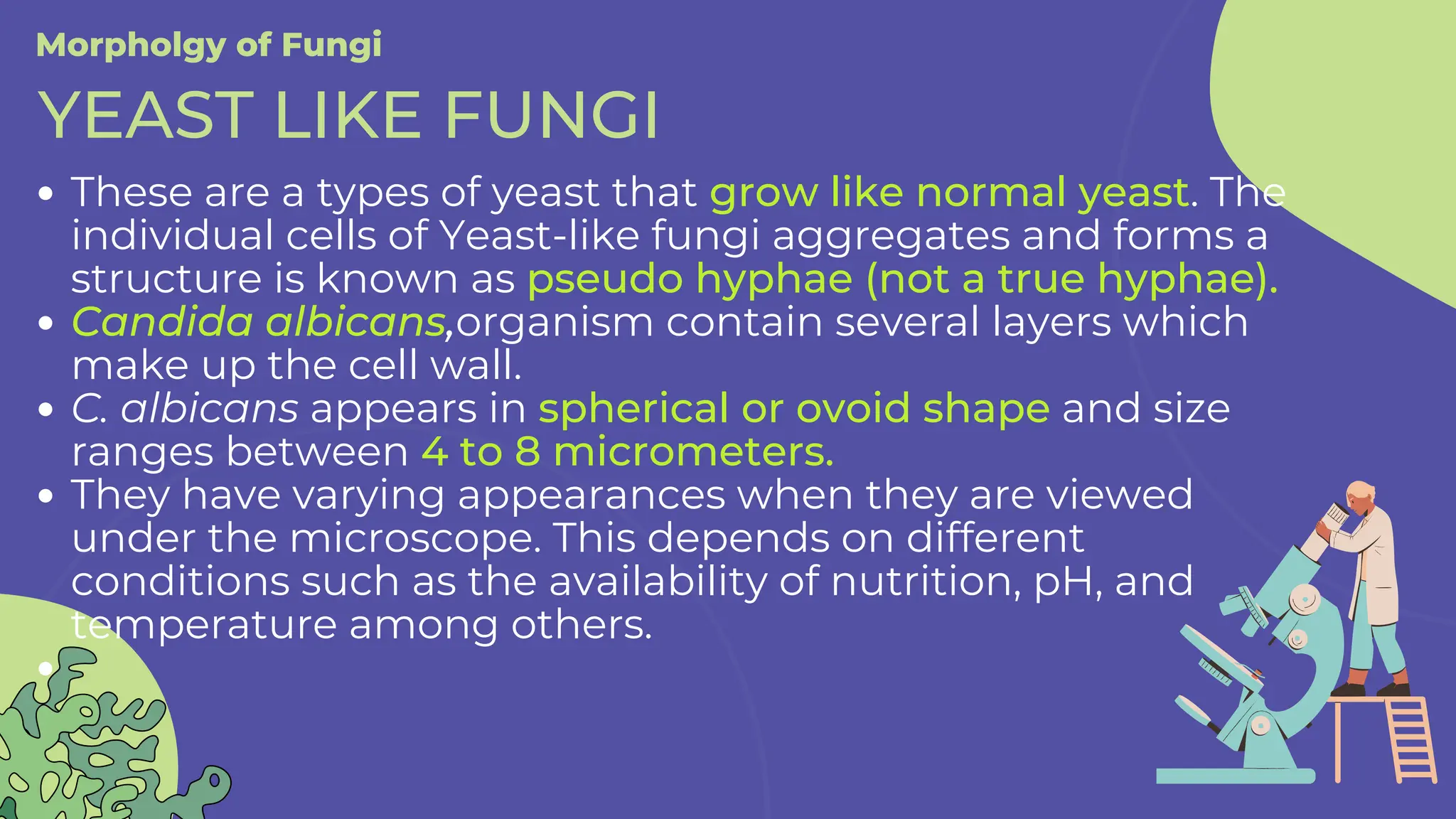 These are a types of yeast that grow like normal yeast. The
individual cells of Yeast-like fungi aggregates and forms a
structure is known as pseudo hyphae (not a true hyphae).
Candida albicans,organism contain several layers which
make up the cell wall.
C. albicans appears in spherical or ovoid shape and size
ranges between 4 to 8 micrometers.
They have varying appearances when they are viewed
under the microscope. This depends on different
conditions such as the availability of nutrition, pH, and
temperature among others.
Morpholgy of Fungi
YEAST LIKE FUNGI
 