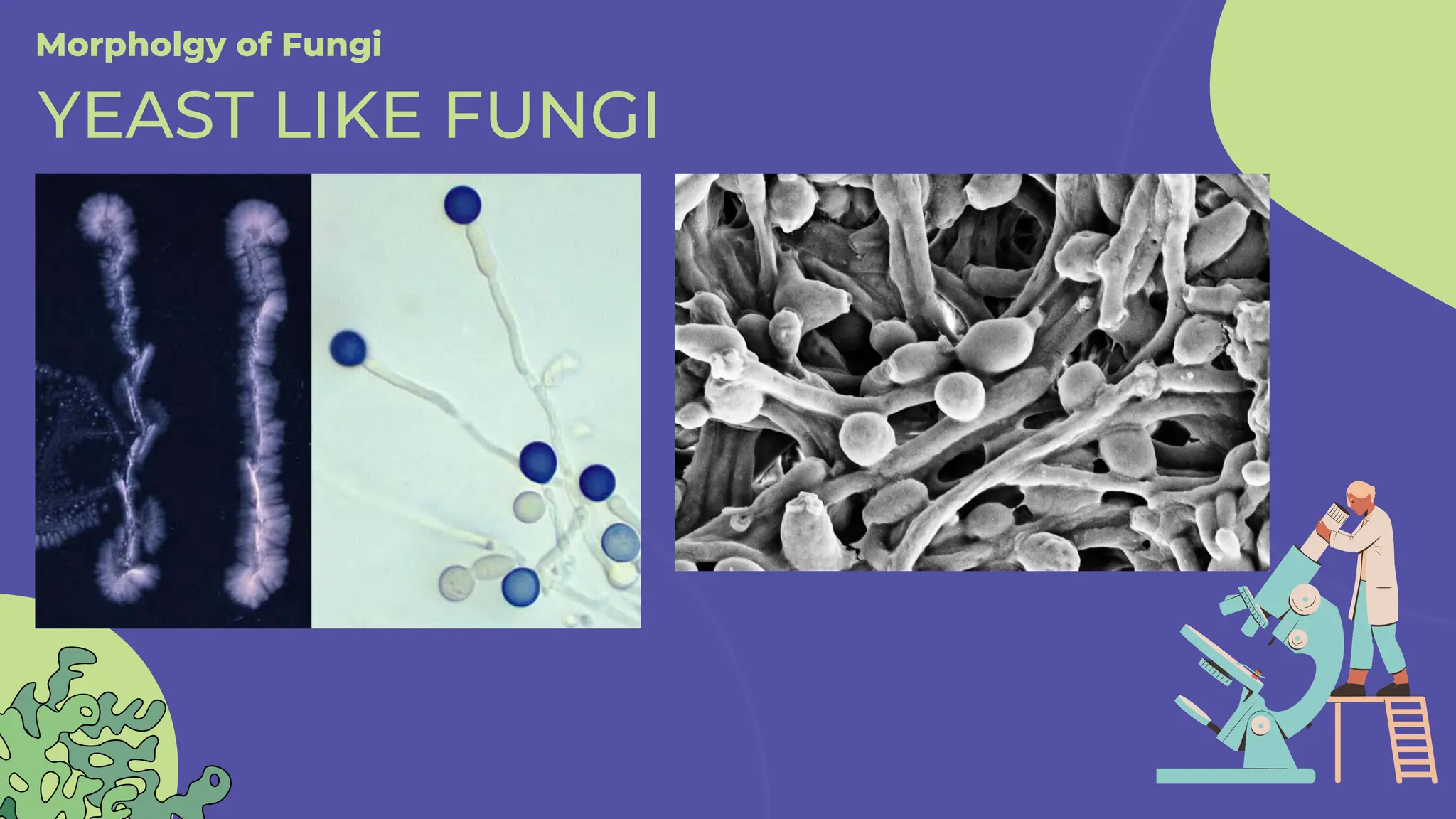 Morpholgy of Fungi
YEAST LIKE FUNGI
 