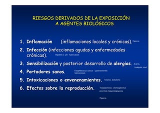 RIESGOS DERIVADOS DE LA EXPOSICIRIESGOS DERIVADOS DE LA EXPOSICIÓÓNN
A AGENTES BIOLA AGENTES BIOLÓÓGICOSGICOS
1.1. IInflamacinflamacióónn (inflamaciones locales y cr(inflamaciones locales y cróónicas).nicas).
2.2. IInfeccinfeccióónn (infecciones agudas y enfermedades(infecciones agudas y enfermedades
crcróónicas).nicas).
3.3. SSensibilizaciensibilizacióónn y posterior desarrollo dey posterior desarrollo de alergiasalergias..
4.4. PPortadoresortadores sanossanos..
5.5. IIntoxicacionesntoxicaciones o envenenamientos.o envenenamientos.
6.6. EEfectosfectos sobre la reproduccisobre la reproduccióón.n. Toxoplasmosis, citomegalovirus
EFECTOS TERATOGÉNICOS
Tétanos, botulismo
Estaphilococus aureus – gastroenteritis;
Salmonelosis
Paperas
Hepatitis C y B; Tuberculosis
Acaros,
“cualquier cosa”
Paperas
 