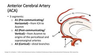 Mca & aca syndromes | PPTX