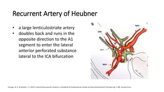 Mca & aca syndromes | PPTX