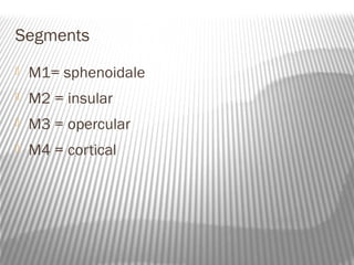 Segments
   M1= sphenoidale
   M2 = insular
   M3 = opercular
   M4 = cortical
 