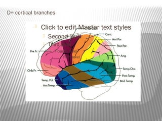 D= cortical branches

              Click to edit Master text styles
                  Second level
                  Third level
                       Fourth level
                             Fifth level
 