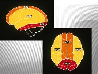 Mca anatomy 