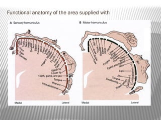Functional anatomy of the area supplied with
 