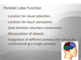 Parietal Lobe Function
   Location for visual attention.
   Location for touch perception.
   Goal directed voluntary movements.
   Manipulation of objects.
   Integration of different senses that allows for
    understanding a single concept.
 