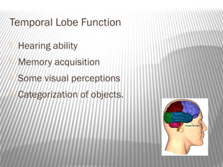 Temporal Lobe Function
   Hearing ability
   Memory acquisition
   Some visual perceptions
   Categorization of objects.
 