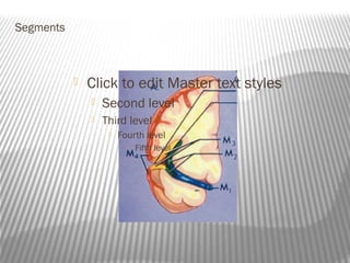 Segments



              Click to edit Master text styles
                  Second level
                  Third level
                       Fourth level
                             Fifth level
 