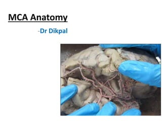 MCA Anatomy
-Dr Dikpal
 
