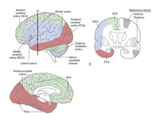middle cerebral artery anatomy | PPTX