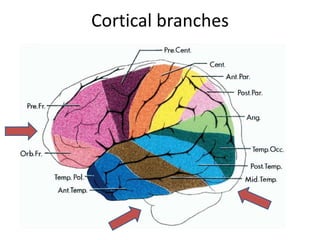 Cortical branches
 