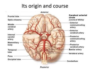 Its origin and course
 