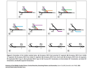 Anatomy of the Middle Cerebral Artery: Cortical Branches, Branching Pattern and Anomalies; Karen CILLIERS, Benedict John PAGE; DOI:
10.5137/1019-5149.JTN.18127-16.1
 