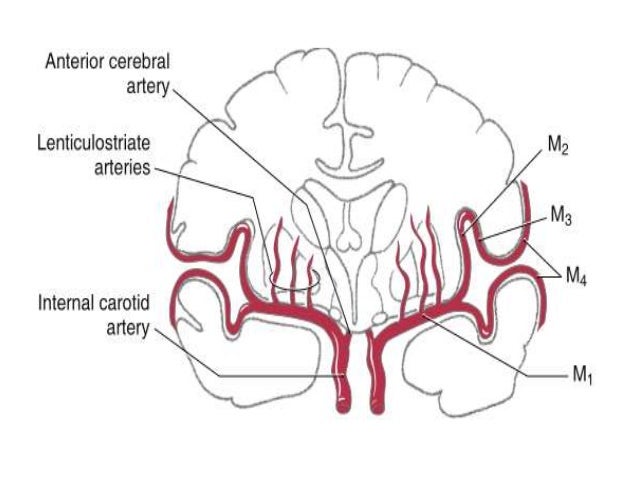 Mca Anatomy Mca Anatomy