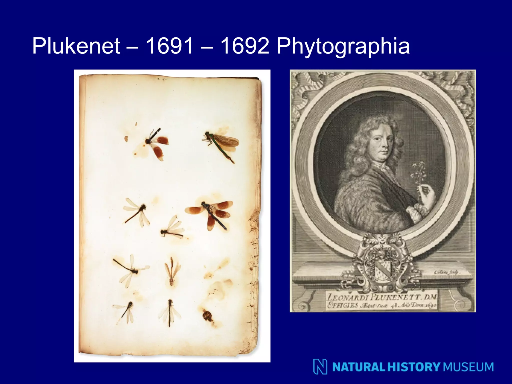 Plukenet – 1691 – 1692 Phytographia

 
