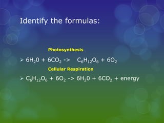 Biology Review | PPTX