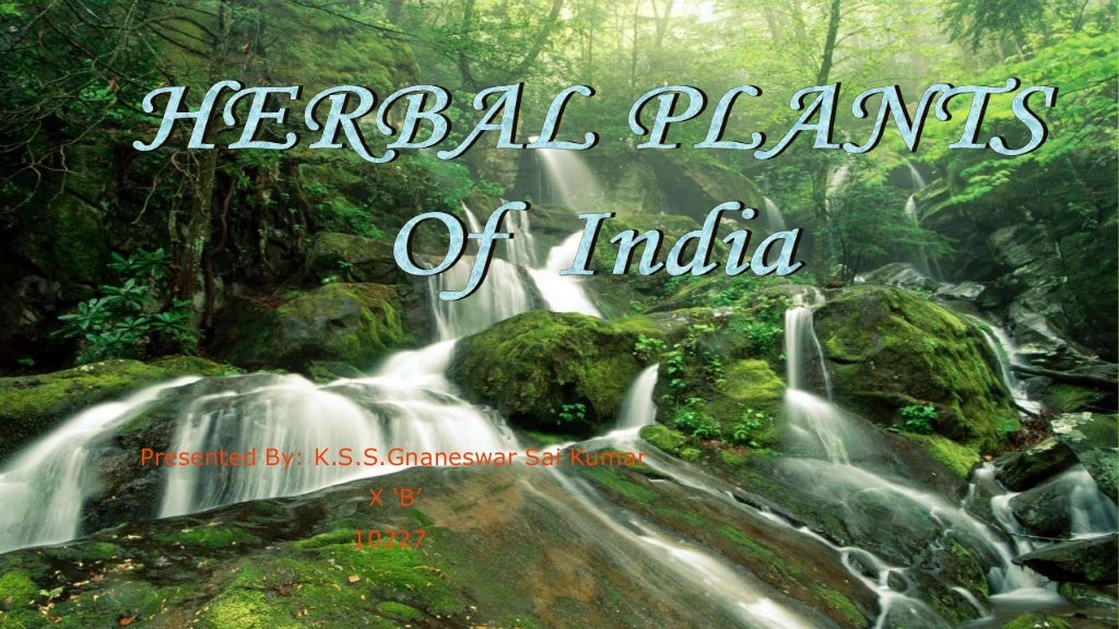 Herbal plants of india