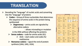 MCB 148_Lecture 2 DNA Replication, Transcription, and Translation | PDF