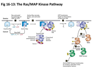 Fig 16-13: The Ras/MAP Kinase Pathway
 