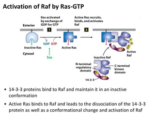 Activation of Raf by Ras-GTP
• 14-3-3 proteins bind to Raf and maintain it in an inactive
conformation
• Active Ras binds to Raf and leads to the dissociation of the 14-3-3
protein as well as a conformational change and activation of Raf
Sos
 