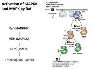 Activation of MAPKK
and MAPK by Raf
Raf (MAPKKK)
MEK (MAPKK)
ERK (MAPK)
Transcription Factors
 