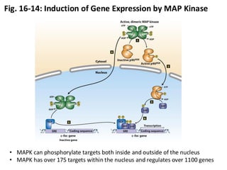 Fig. 16-14: Induction of Gene Expression by MAP Kinase
• MAPK can phosphorylate targets both inside and outside of the nucleus
• MAPK has over 175 targets within the nucleus and regulates over 1100 genes
 