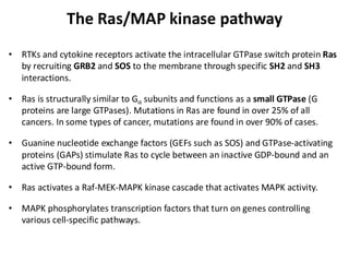 The Ras/MAP kinase pathway
• RTKs and cytokine receptors activate the intracellular GTPase switch protein Ras
by recruiting GRB2 and SOS to the membrane through specific SH2 and SH3
interactions.
• Ras is structurally similar to G⍺ subunits and functions as a small GTPase (G
proteins are large GTPases). Mutations in Ras are found in over 25% of all
cancers. In some types of cancer, mutations are found in over 90% of cases.
• Guanine nucleotide exchange factors (GEFs such as SOS) and GTPase-activating
proteins (GAPs) stimulate Ras to cycle between an inactive GDP-bound and an
active GTP-bound form.
• Ras activates a Raf-MEK-MAPK kinase cascade that activates MAPK activity.
• MAPK phosphorylates transcription factors that turn on genes controlling
various cell-specific pathways.
 