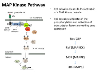 Raf (MAPKKK)
MEK (MAPKK)
ERK (MAPK)
MAP Kinase Pathway
• RTK activation leads to the activation
of a MAP kinase cascade
• The cascade culminates in the
phosphorylation and activation of
transcription factors controlling gene
expression
P P
nucleus
cytoplasm
SH2
domain
Ras GTP
MEK
MEK
ERK
ERK
P P
P P
GRB2
SH3
domains
Sos
Raf
ERK
P P
MAP kinase
TCF
TCF
P
cell membrane
RTK
ligand: growth factor
Ras-GTP
 