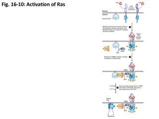 Fig. 16-10: Activation of Ras
 