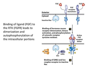 Binding of ligand (FGF) to
the RTK (FGFR) leads to
dimerization and
autophosphorylation of
the intracellular portions
 