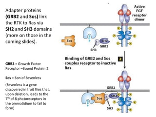 Yankulov_MCB2050_lecture panel 4 6
Adapter proteins
(GRB2 and Sos) link
the RTK to Ras via
SH2 and SH3 domains
(more on those in the
coming slides).
GRB2 = Growth Factor
Receptor –Bound Protein 2
Sos = Son of Sevenless
(Sevenless is a gene
discovered in fruit flies that,
upon deletion, leads to the
7th of 8 photoreceptors in
the ommatidium to fail to
form)
 
