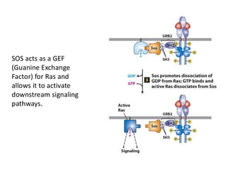 SOS acts as a GEF
(Guanine Exchange
Factor) for Ras and
allows it to activate
downstream signaling
pathways.
 
