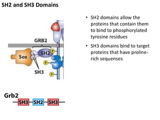 SH2 and SH3 Domains
• SH2 domains allow the
proteins that contain them
to bind to phosphorylated
tyrosine residues
• SH3 domains bind to target
proteins that have proline-
rich sequenses
 