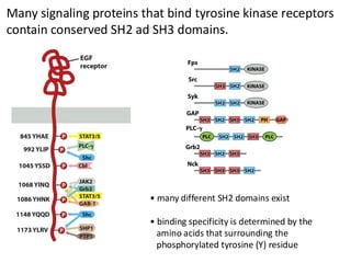 • many different SH2 domains exist
• binding specificity is determined by the
amino acids that surrounding the
phosphorylated tyrosine (Y) residue
Many signaling proteins that bind tyrosine kinase receptors
contain conserved SH2 ad SH3 domains.
 