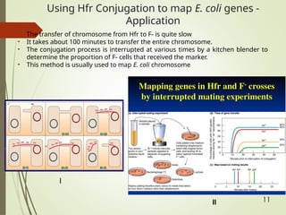 MCB 301 - Class I Conjugation,types, HGT.pptx