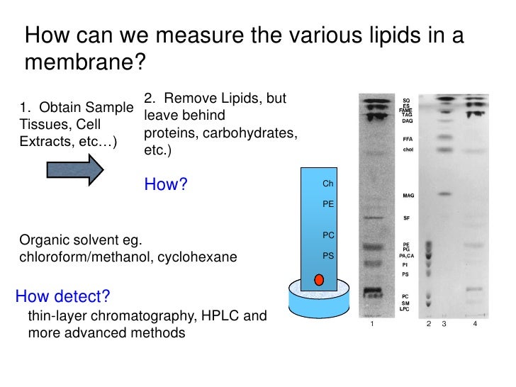 Claudia Woodward Dissertation About Lipid Levels