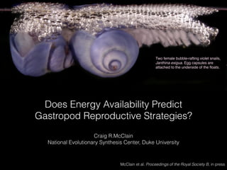 Does Energy Availability Predict
Gastropod Reproductive Strategies?
Craig R.McClain
National Evolutionary Synthesis Center, Duke University
McClain et al. Proceedings of the Royal Society B, in press
Two female bubble-rafting violet snails,
Janthina exigua. Egg capsules are
attached to the underside of the ﬂoats.
 