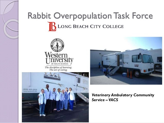 Long Beach Rabbit Rescue City College Long Beach Rabbit Rescue City College
