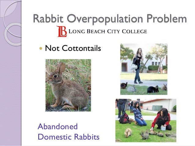rabbit trap neuter release not just for cats anymore 3 638