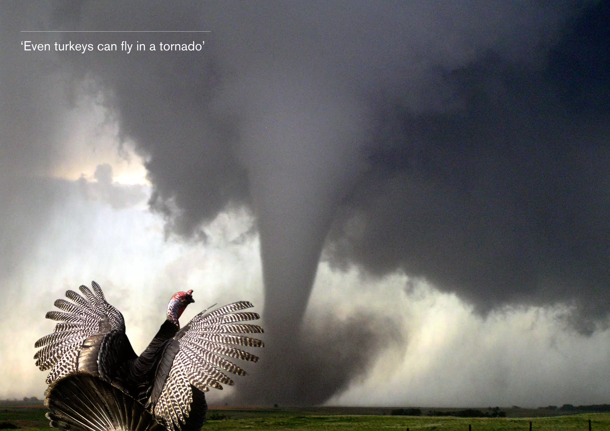 ‘Even turkeys can fly in a tornado’

 