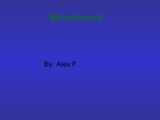 Bloodhound By: Alex F. 