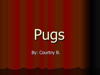 Pugs By: Courtny B. 
