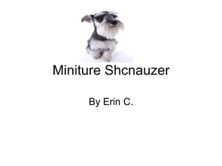 Miniture Shcnauzer By Erin C. 